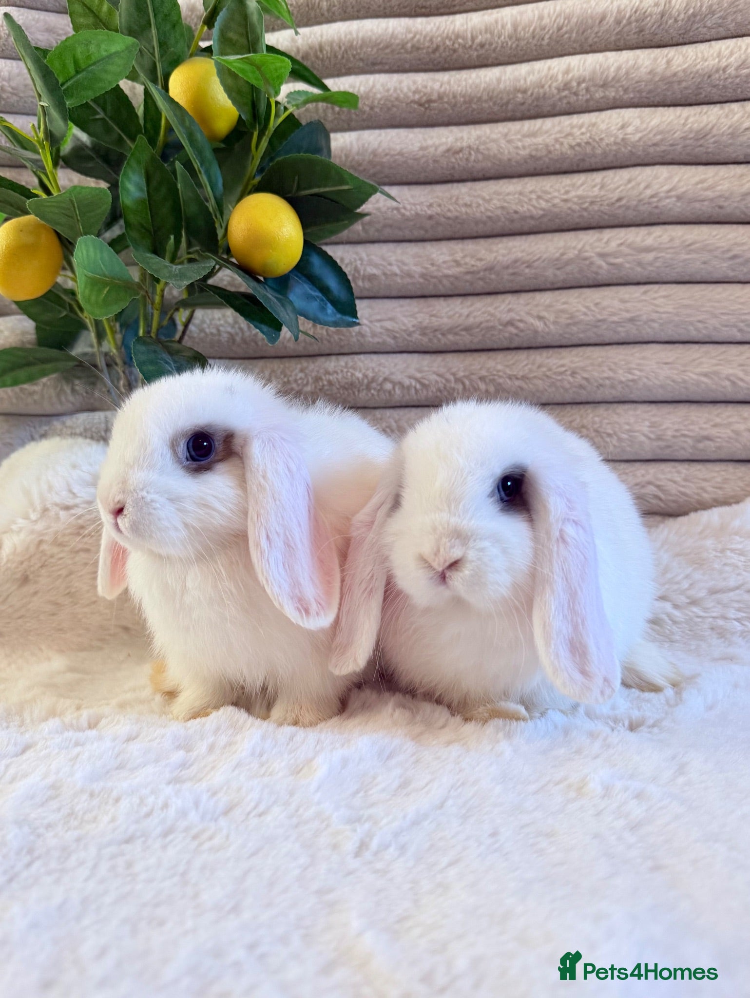 Mini Lop rabbits Quality Mini Lop girls ready now (Super tame) - Advert 9