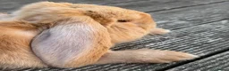 Mini Lop rabbits for sale:  mini lop - Advert 3