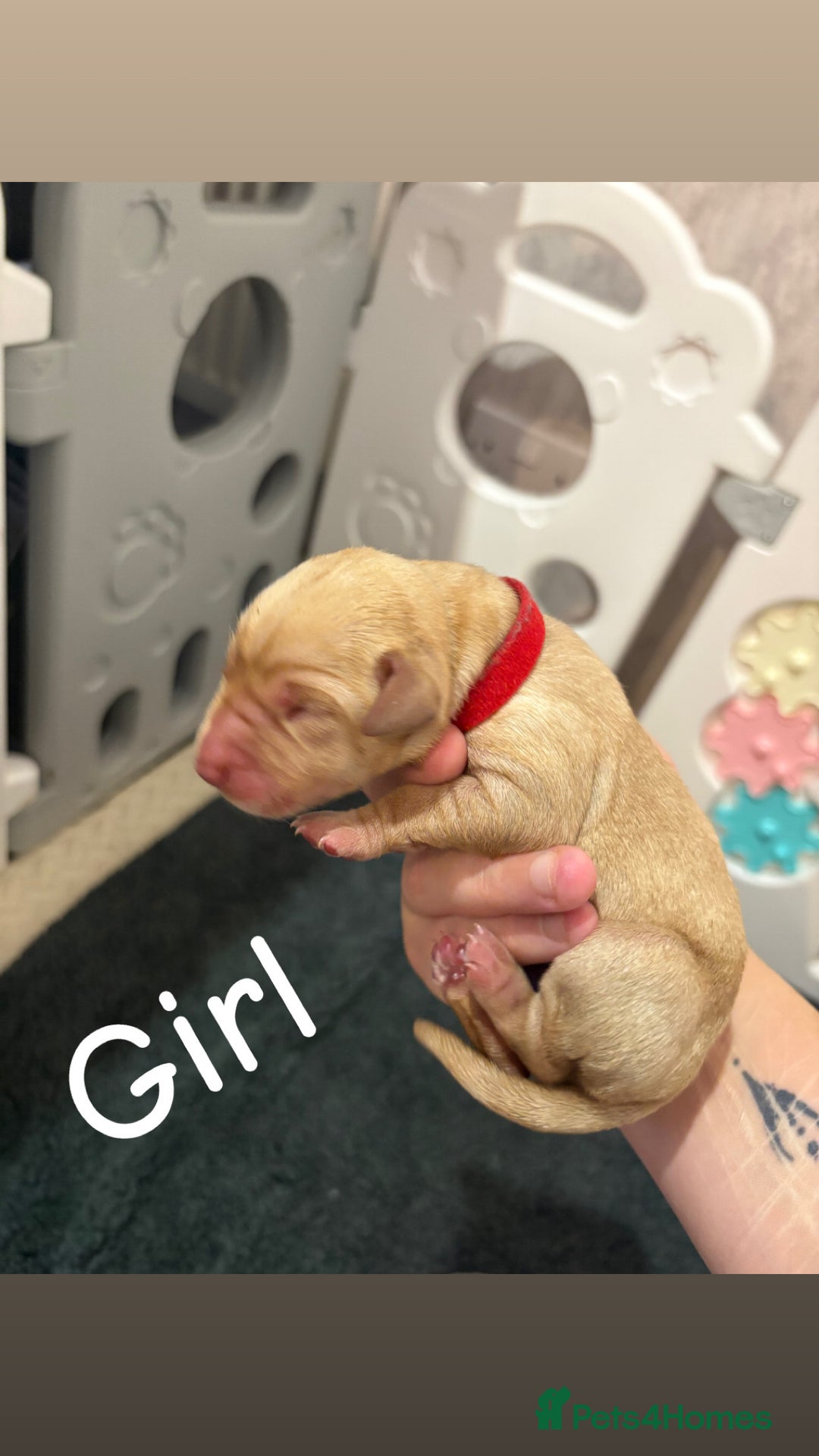 Labrador Retriever dogs for sale: Labrador Retriever Puppies for Sale 🐾 - Advert 7