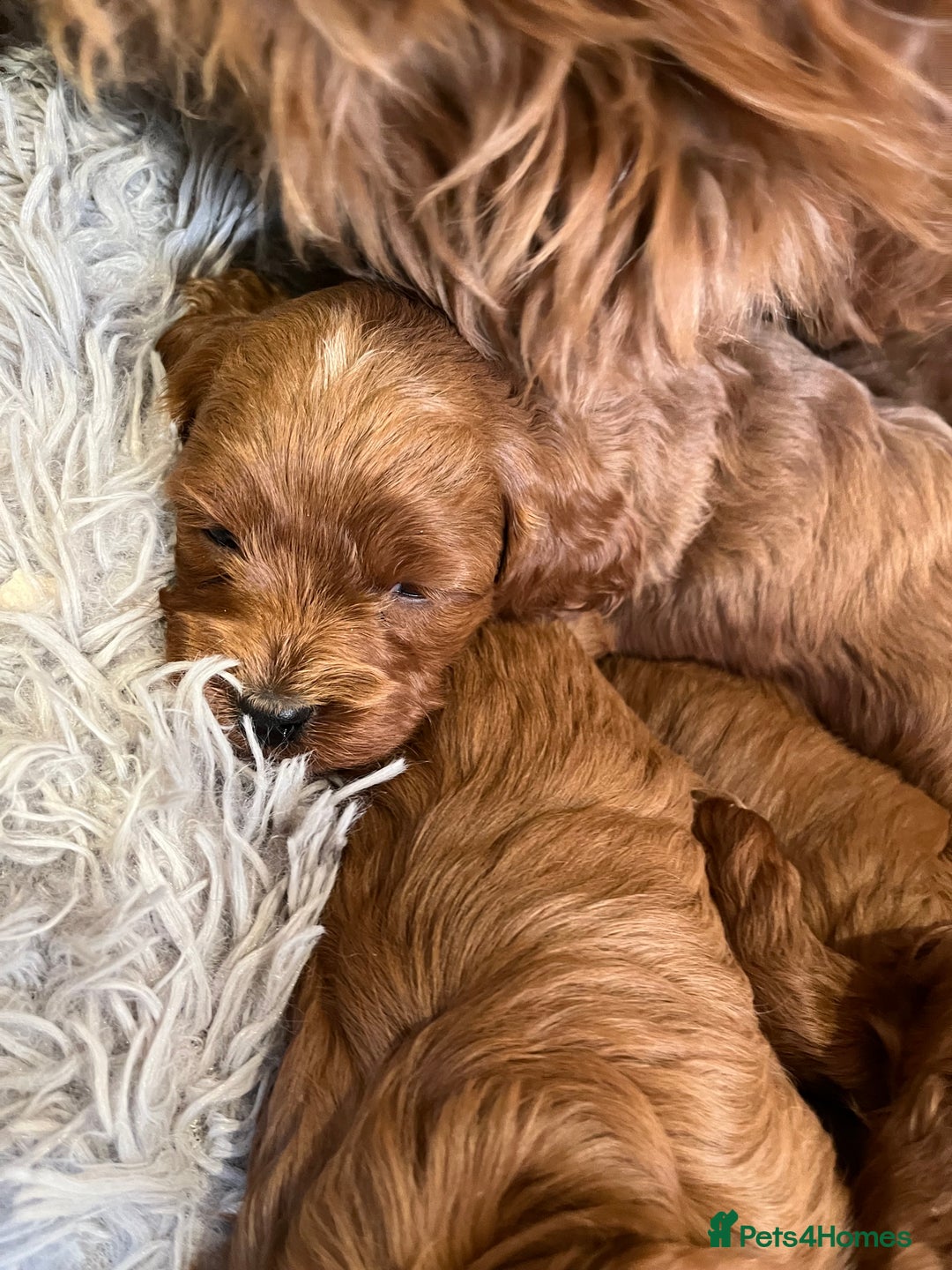 Cavapoo dogs for sale: Merlesque ⭐️⭐️⭐️⭐️⭐️F1 Cavapoos 200 DNA - Image 23