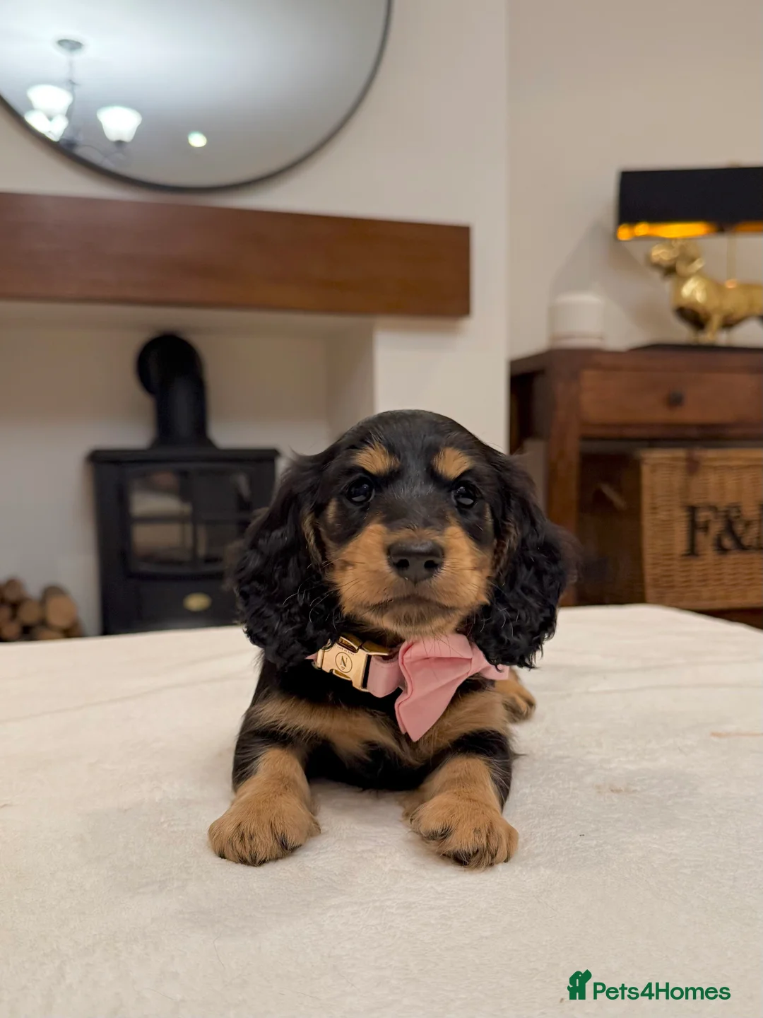 Miniature Dachshund dogs for sale: Miniature Dachshund puppies kc registered  - Advert 4