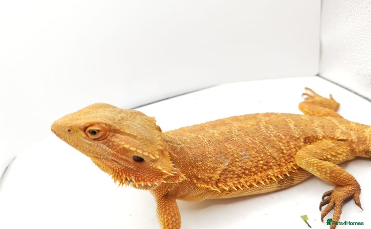 Bearded Dragon reptiles - Advert 1