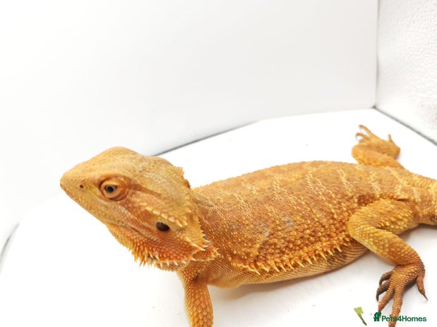 Bearded Dragon reptiles - Advert 1
