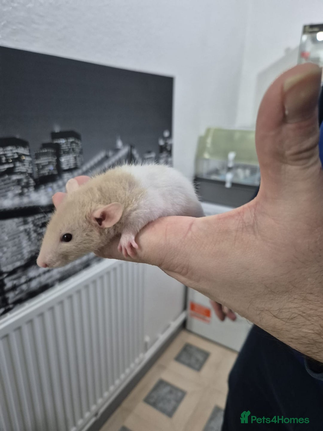 Rat rodents for sale: 4 baby fancy rats - Advert 2