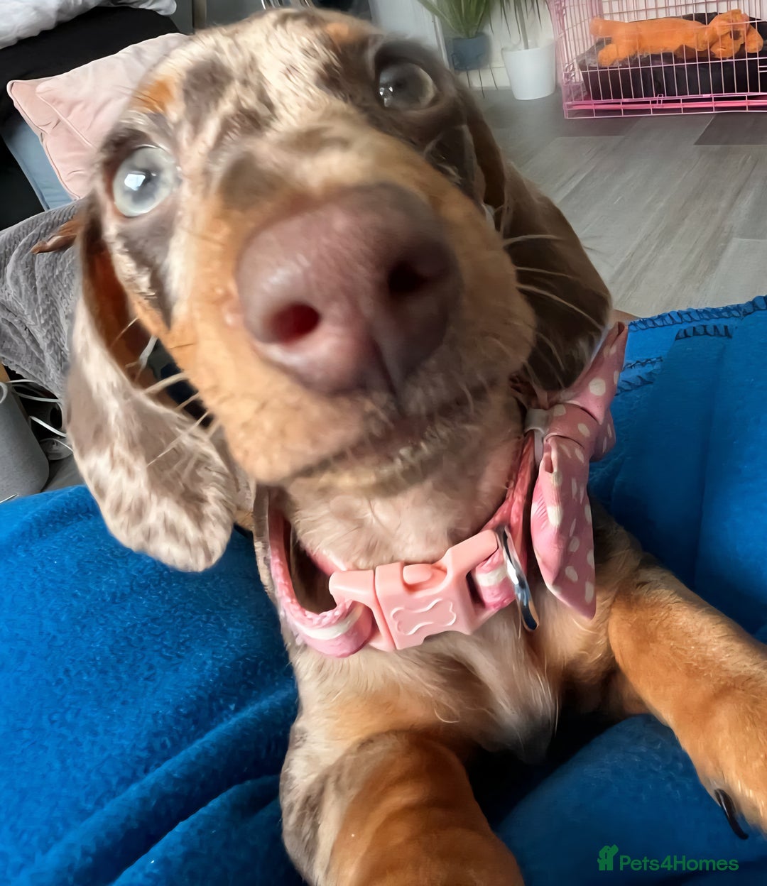Miniature Dachshund dogs for sale: 7 month old Gorgeous Miniature Dachshund- Dapple - Image 2