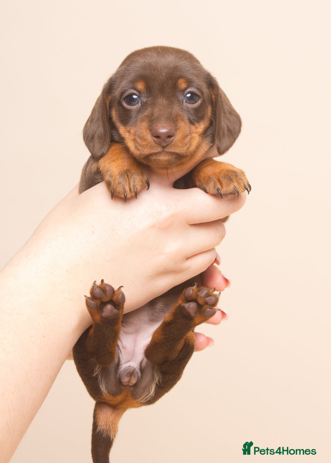 Miniature Dachshund dogs for sale: True Miniature Dachshund Puppies - Advert 7