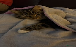 European cats for sale: 2 kittens for sale  - Image 4
