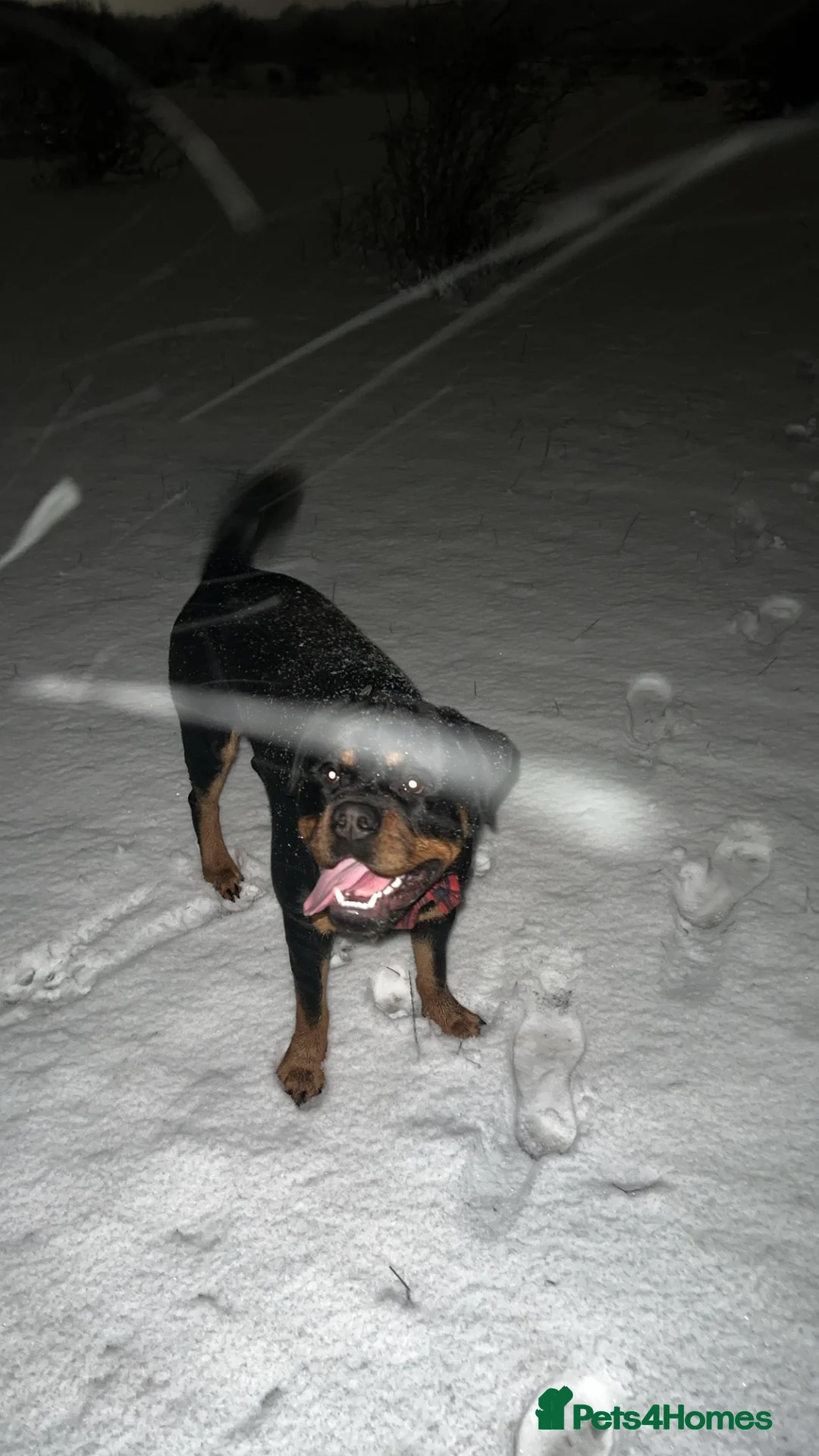 Rottweiler dogs for stud: HEALTH TESTED & HIP/ELBOW SCORED KC REG STUD in Witney - Advert 7