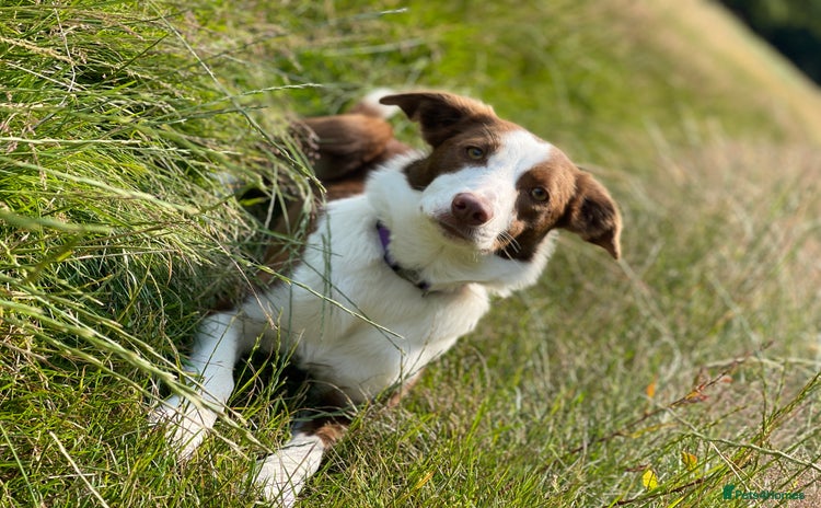 Border Collie dogs - Advert 4