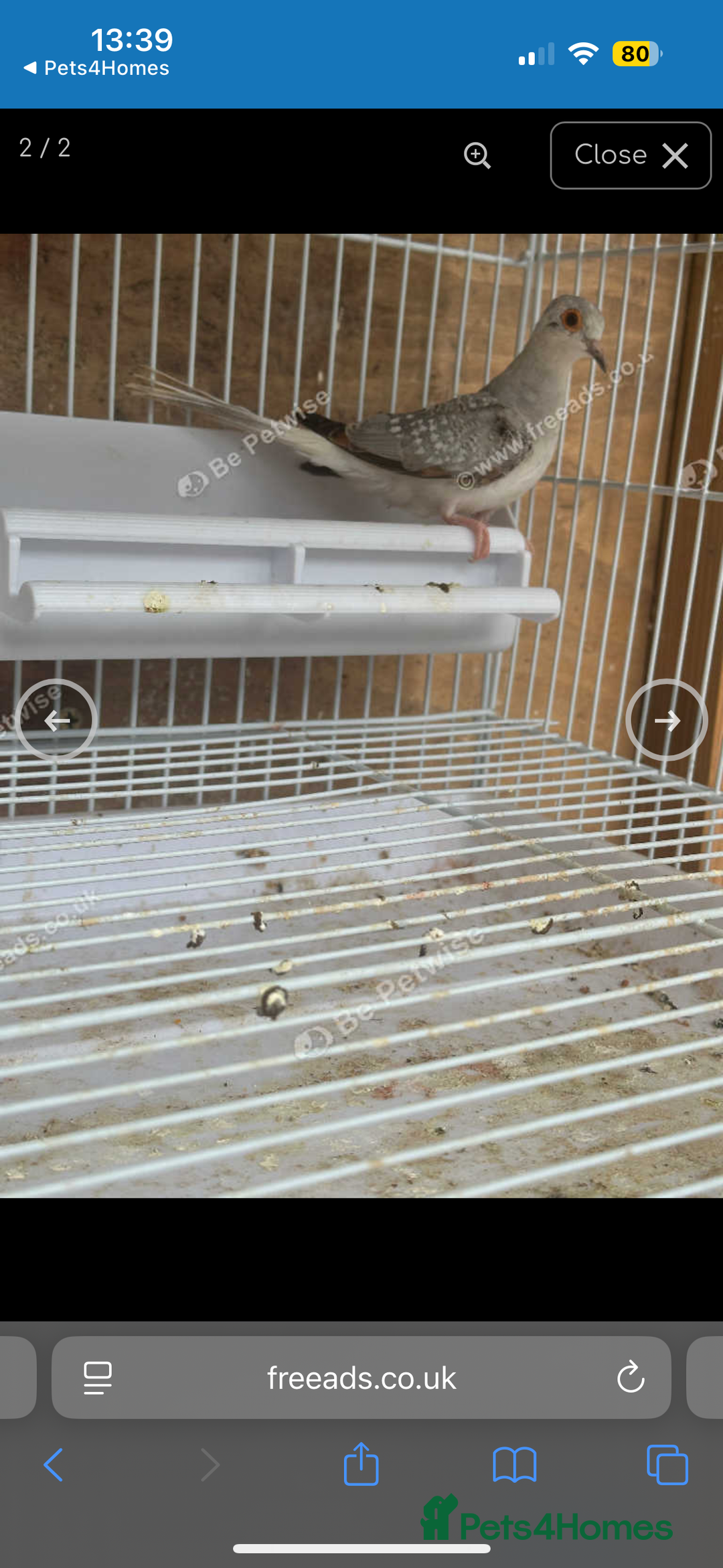 Doves birds for sale: Diamond dove - Image 2