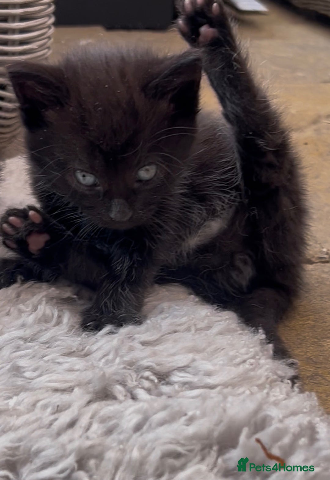 Mixed Breed cats for sale: 6 Kittens for sale - Image 4