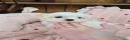 Maltese dogs for sale: 100% Pure‑bred Korean‑line Micro Maltese Puppies - Advert 2