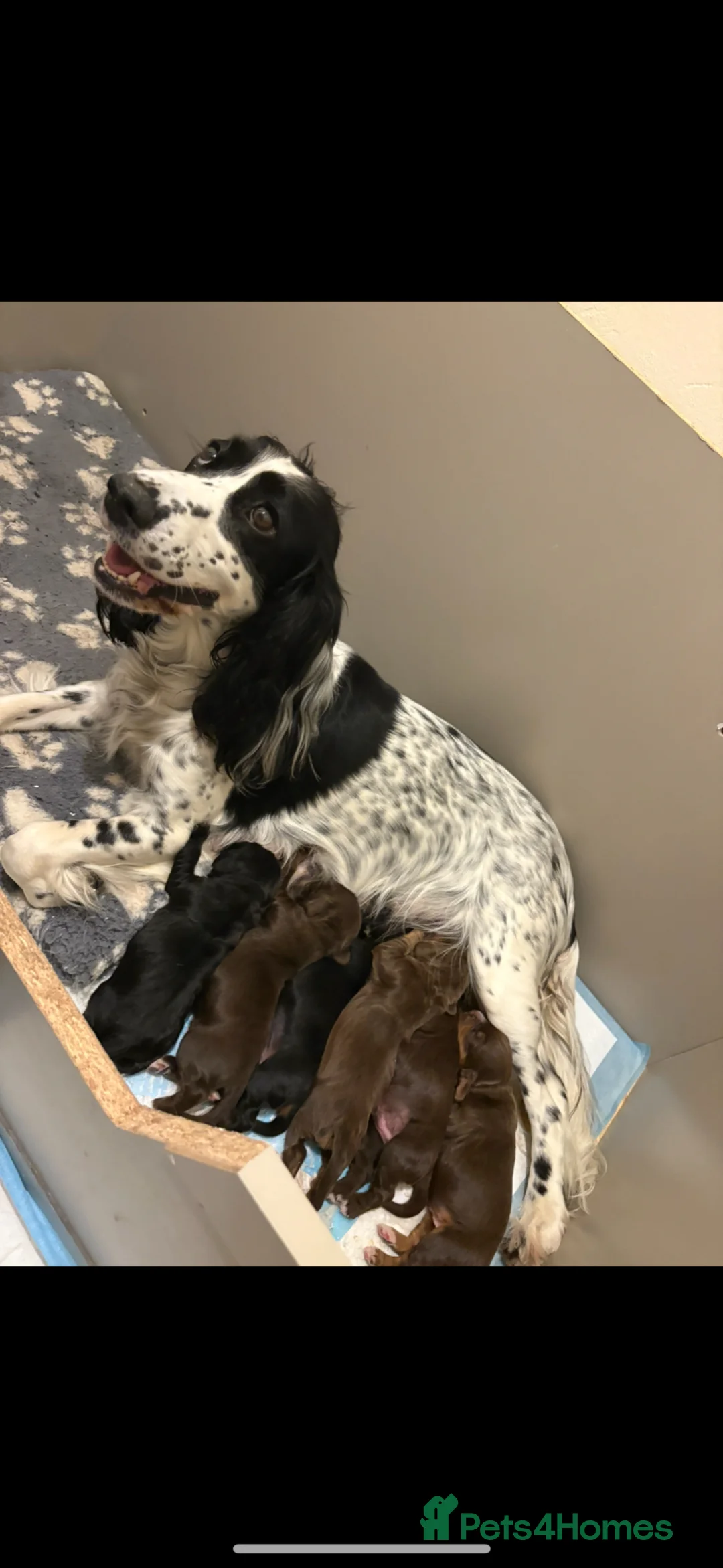 Cocker Spaniel dogs for sale: cocker spaniel puppies  in Kettering - Advert 1