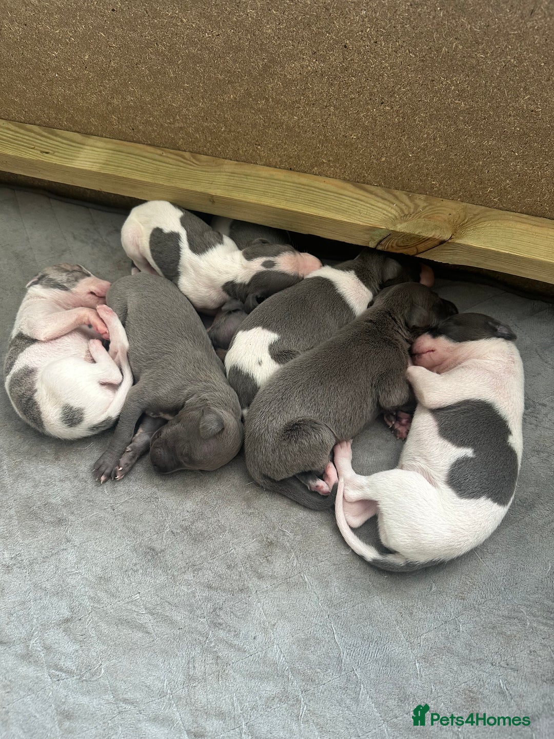 Whippet dogs for sale: ⭐️ KC Whippet pups blue and white. ⭐️ - Image 3