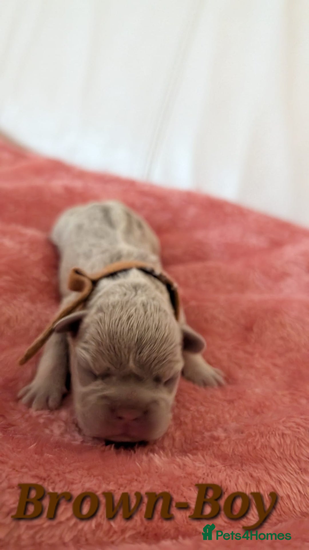French Bulldog dogs for sale: French Bulldog puppies - Advert 4