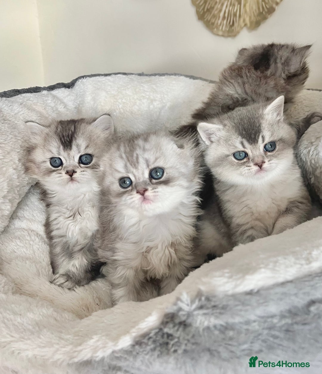 Scottish Fold cats for sale: Adorable Scottish Fold Kittens  - Advert 14