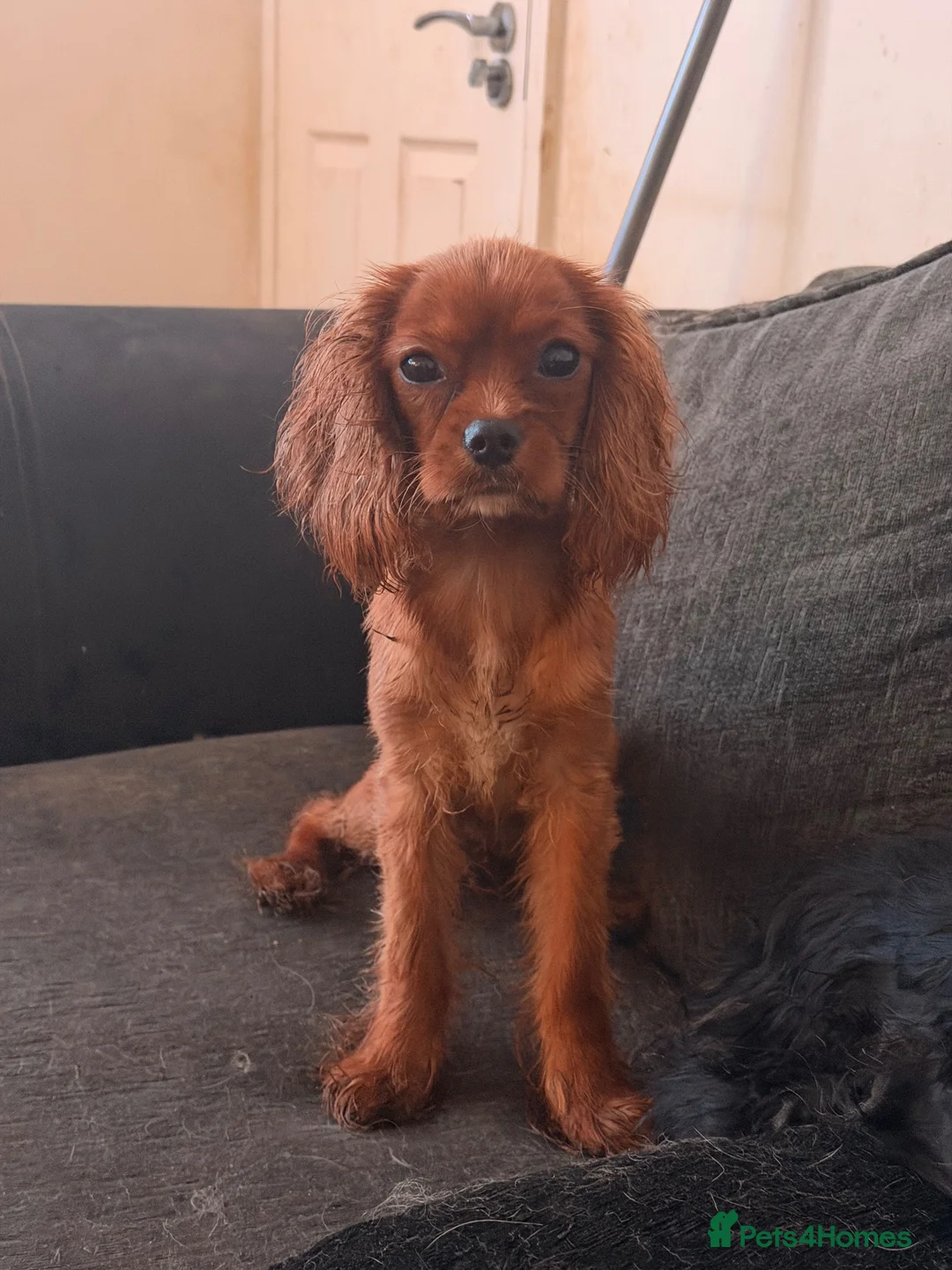 Cavalier King Charles Spaniel dogs for sale: 1 boy and 1 girl ruby - Advert 2