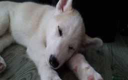 Siberian Husky dogs for sale: Husky puppies - Image 20