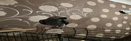 Parrots birds for sale: Baby Tame Male African Grey Parrot For Sale  - Advert 5