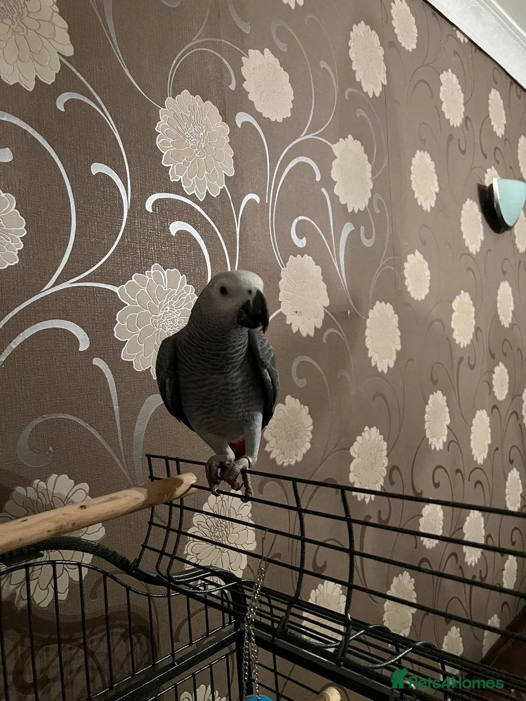 Parrots birds for sale: Baby Tame Male African Grey Parrot For Sale  - Advert 5