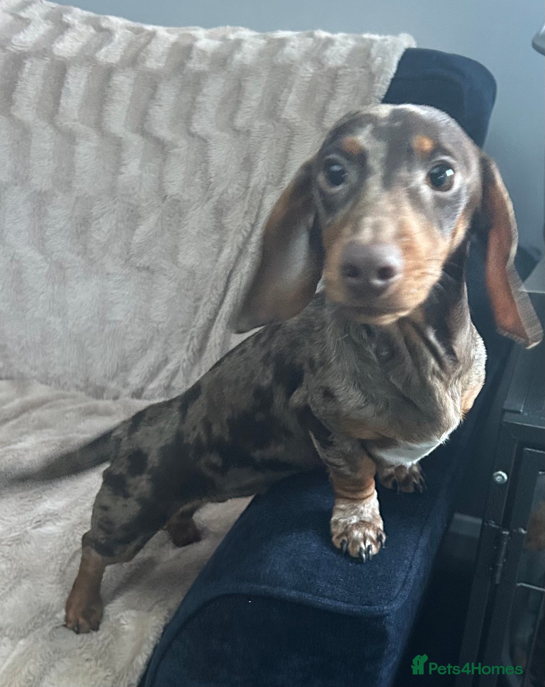 Miniature Dachshund dogs for sale: Gorgeous adorable lil boy 6 months old - Advert 2