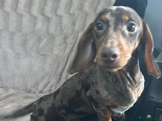 Miniature Dachshund dogs Gorgeous adorable lil boy 6 months old - Advert 14