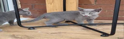 Russian Blue cats for sale: Russian Blue Kittens for sale - Advert 3