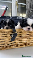 Shih Tzu dogs Shihtzu pups 5*breeder - Advert 2