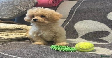 Maltipoo dogs - Advert 3
