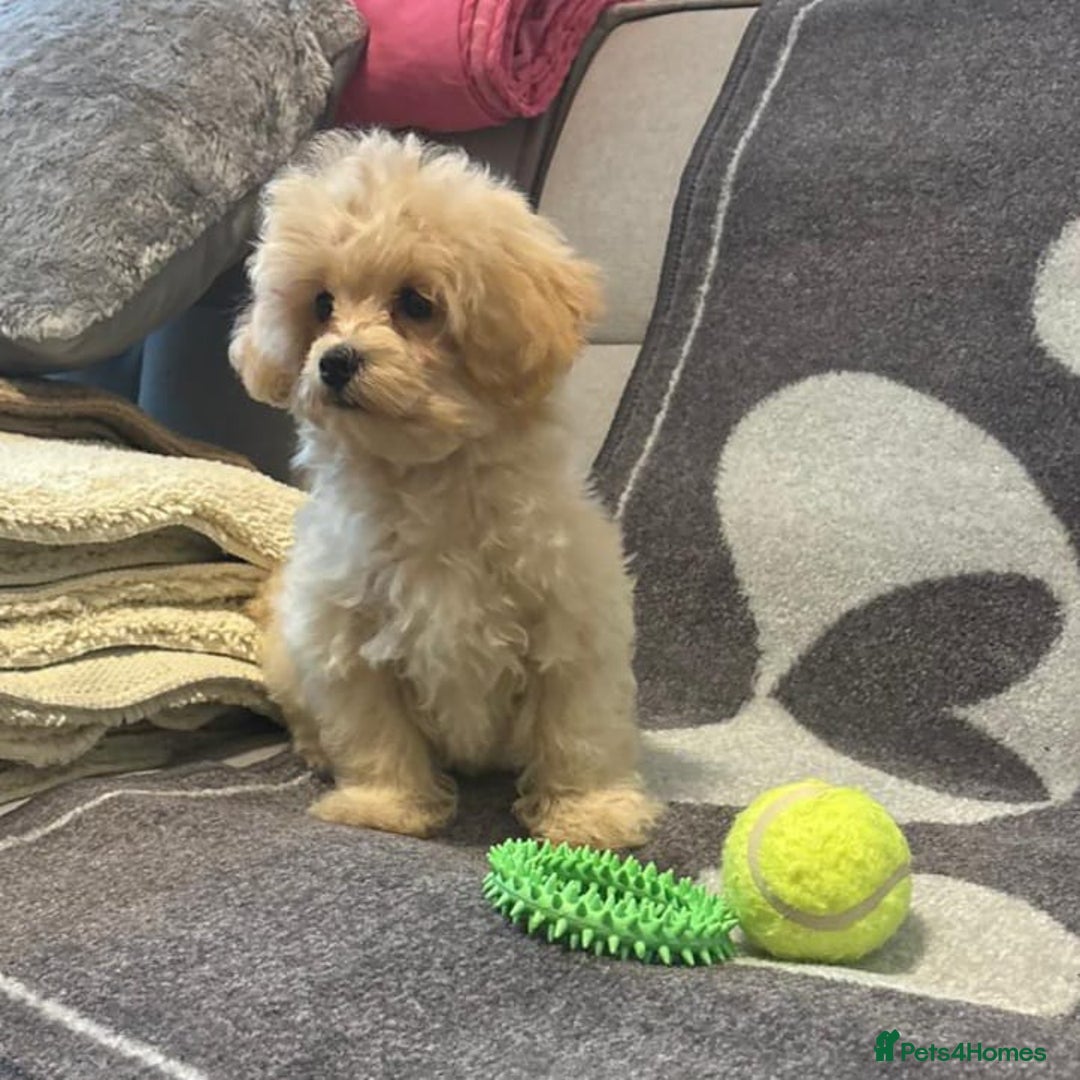 Maltipoo dogs for sale: Tiny Multipoo puppies  - Image 2