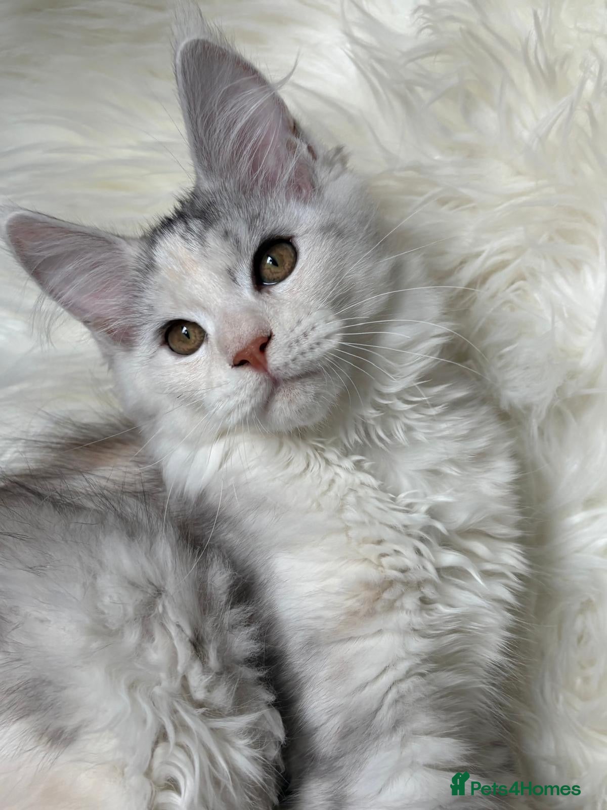 Maine Coon cats XL Maine Coon Kittens – TICA Reg - Advert 13