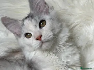 Maine Coon cats XL Maine Coon Kittens – TICA Reg - Advert 13