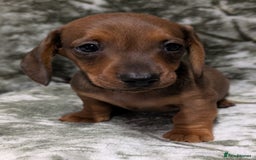 Miniature Dachshund dogs for sale: Quality KC / PRA Clear Minature Dachshund Puppies  - Image 11