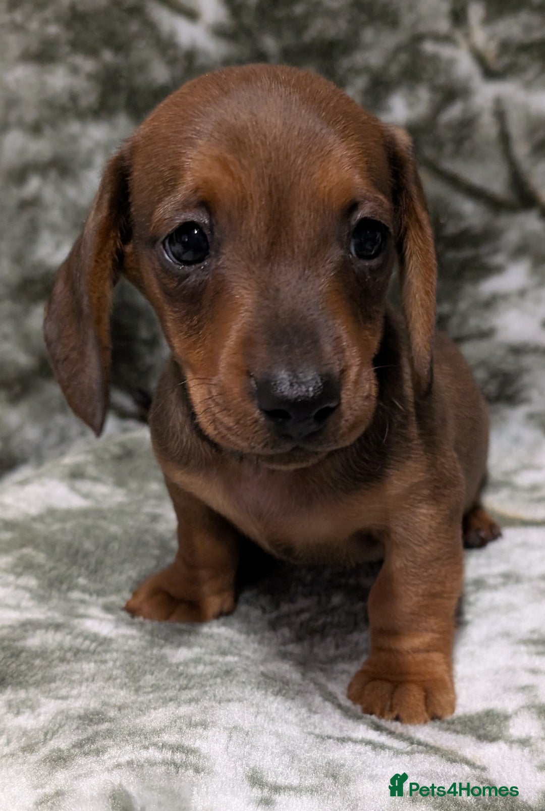 Miniature Dachshund dogs for sale: Quality KC / PRA Clear Minature Dachshund Puppies  - Image 11