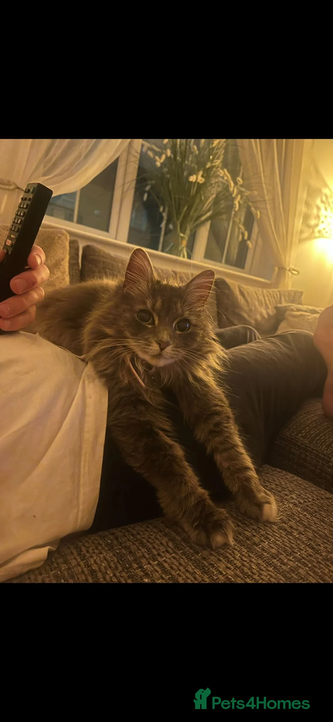 Mixed Breed cats for sale: Maincoon X  - Advert 2