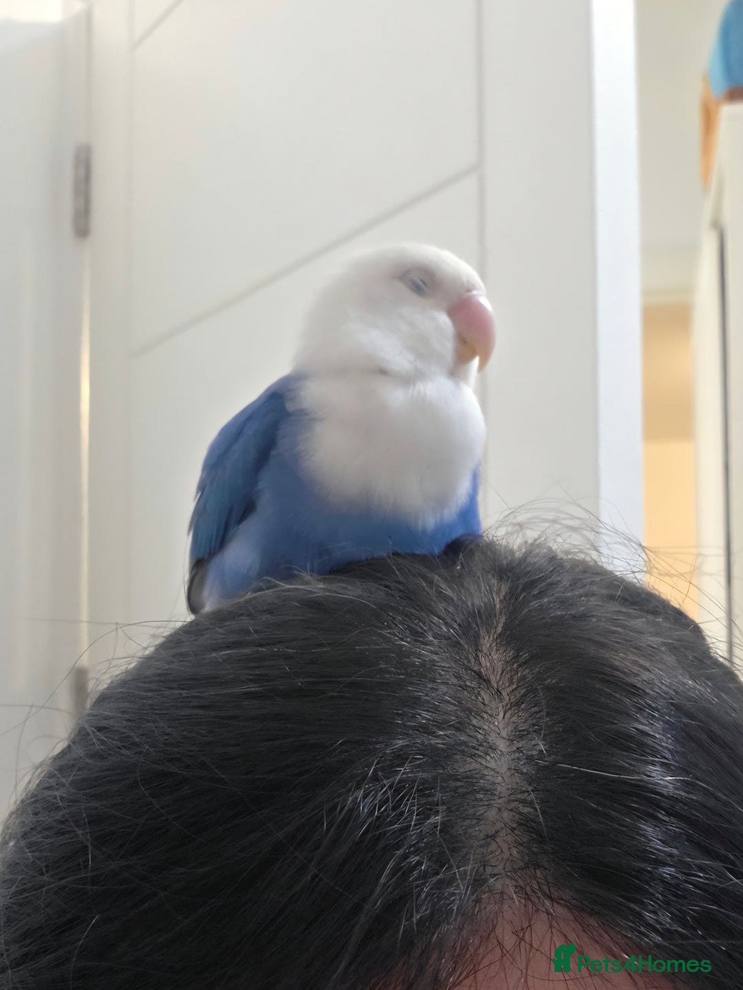 Lovebirds birds for sale: Blue Opaline Playful lovebird - Advert 5