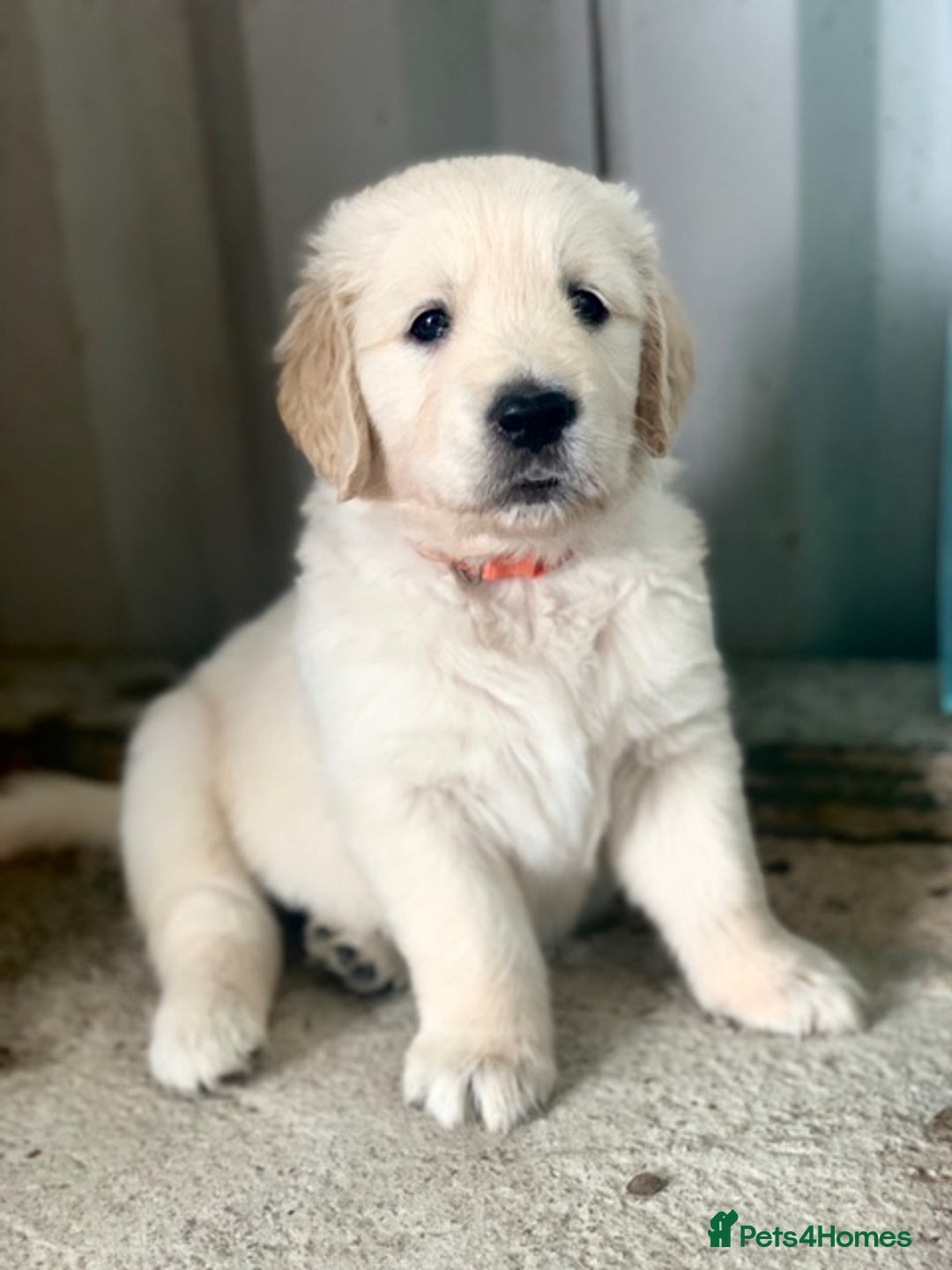 Golden Retriever dogs for sale: Beautiful, pedigree Golden Retriever puppies in Exeter - Image 17