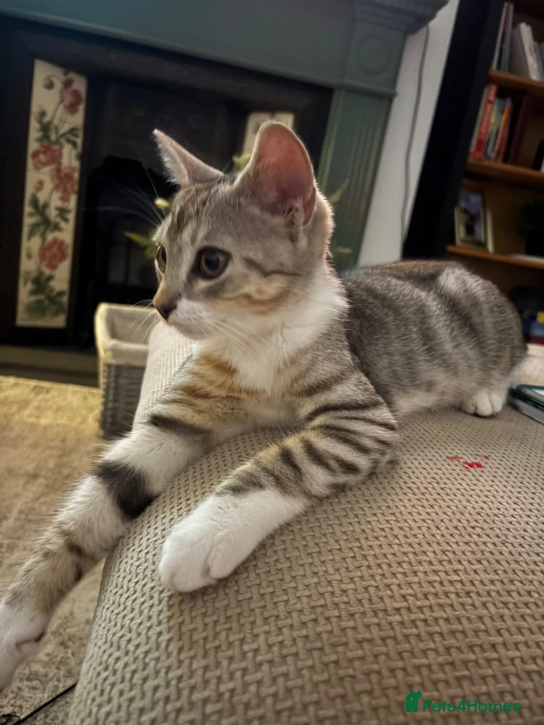 Mixed Breed cats for sale: 4 month old male bengal x kitten  in Newton Abbot - Advert 3
