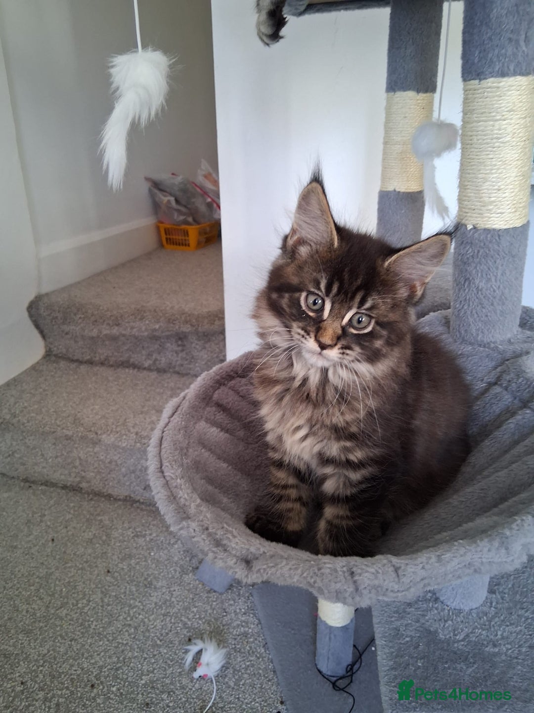 Maine Coon cats for sale: Beautiful Maine coon kittens 🤍🖤 - Advert 5