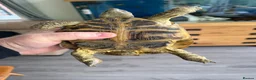 Tortoise reptiles for sale: Horsfield Tortoise for sale - Advert 4