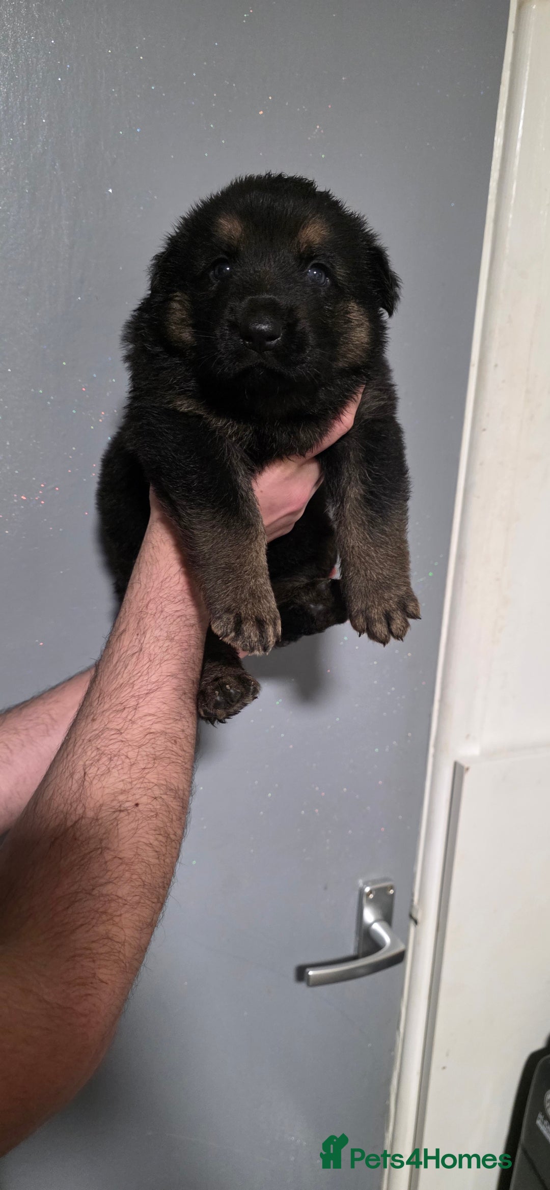 German Shepherd dogs for sale: German Shepherd puppies for sale - Advert 11