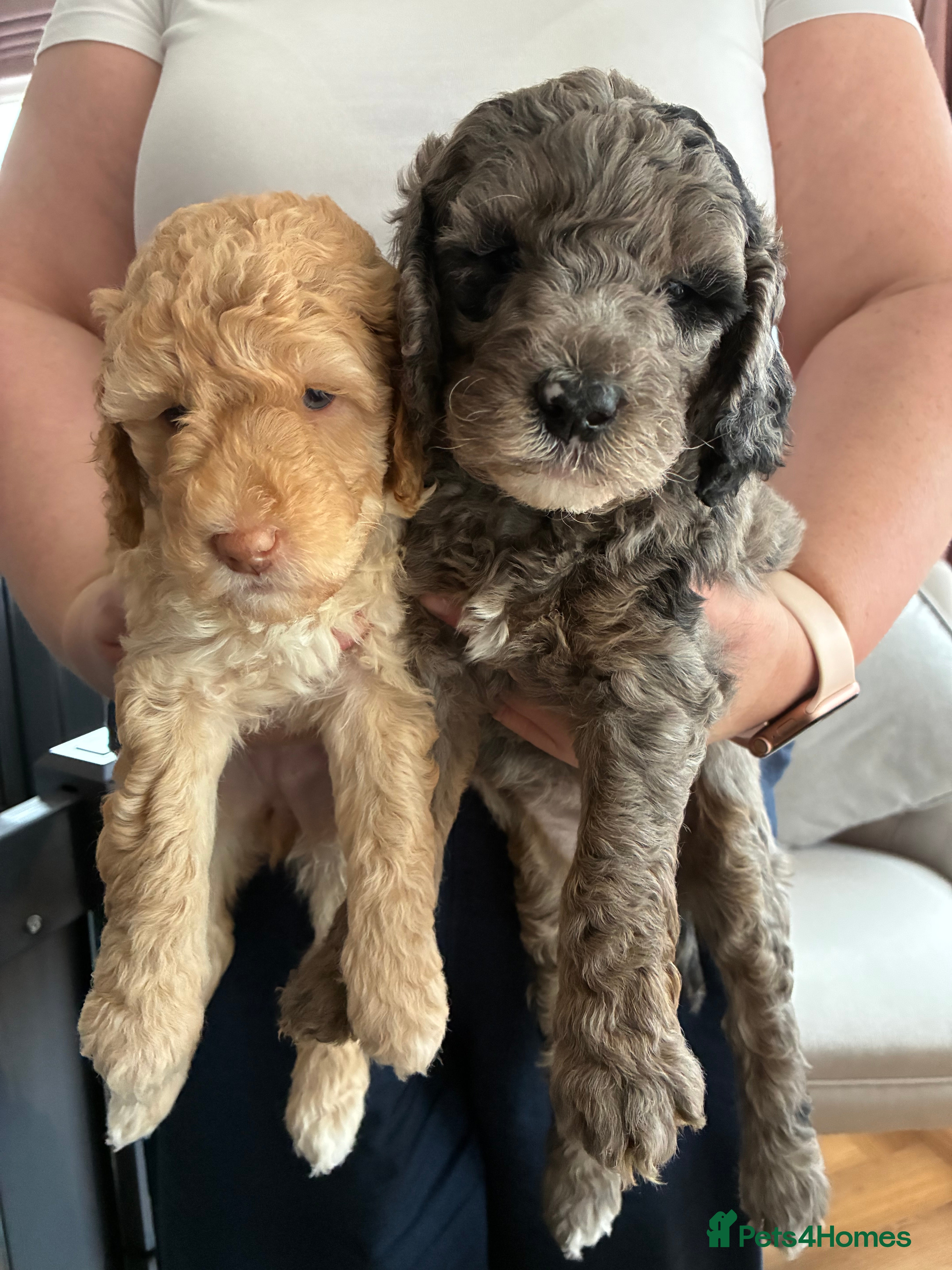 Mini Goldendoodle dogs Stunning Mini Goldendoodles (2 Left) - Advert 2