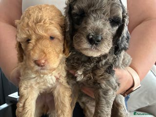 Mini Goldendoodle dogs Stunning Mini Goldendoodles (2 Left) - Advert 4