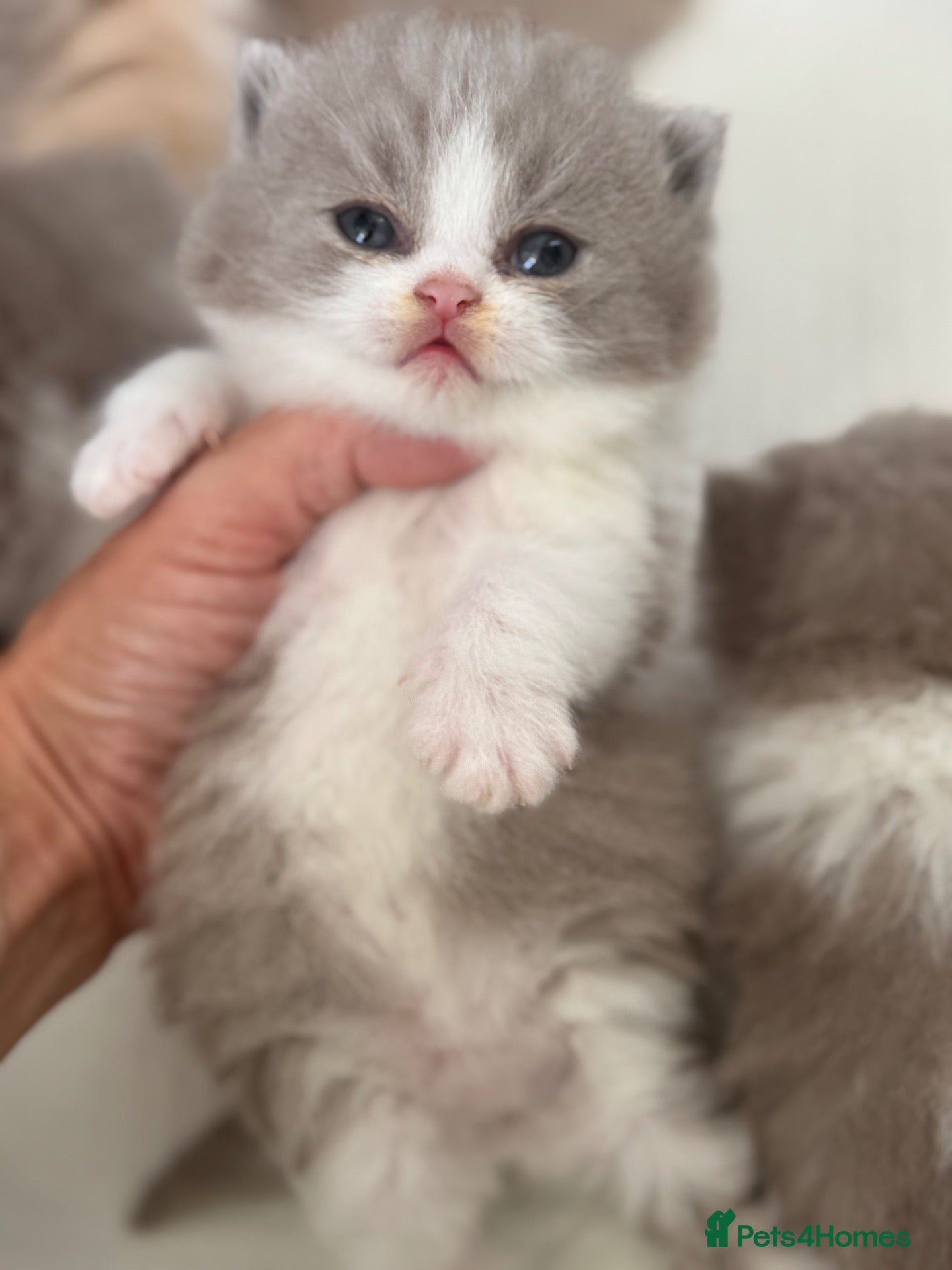 British Shorthair cats Lilac bi colours boys ready mid December ( TICA) - Advert 6