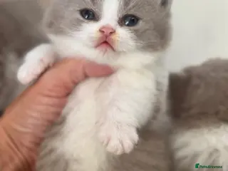 British Shorthair cats Lilac bi colours boys ready mid December ( TICA) - Advert 6