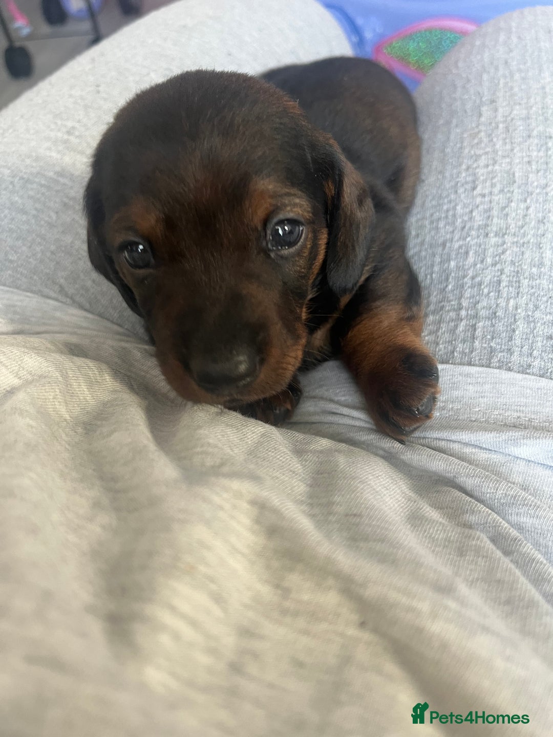 Miniature Dachshund dogs for sale: Miniature dachshund merle - Advert 11
