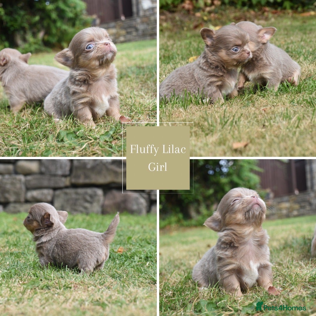 Chihuahua dogs for sale: ⭐️Gorgeous Long haired Lilac and Tan Chihuahuas ⭐️ - Image 2