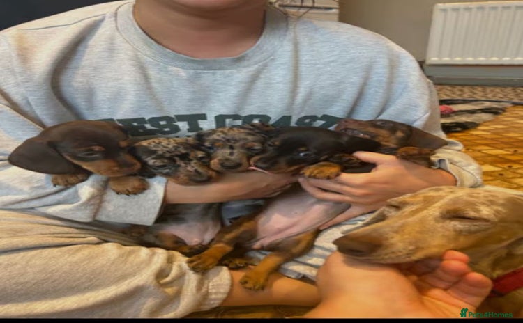 Miniature Dachshund dogs - Advert 8