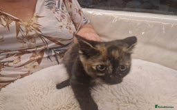 Mixed Breed cats for sale: One beautiful kitten - Image 2