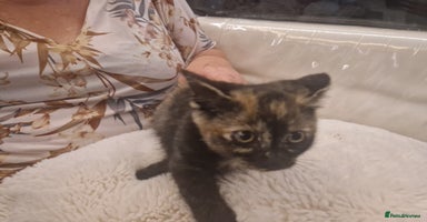 Mixed Breed cats - Advert 9